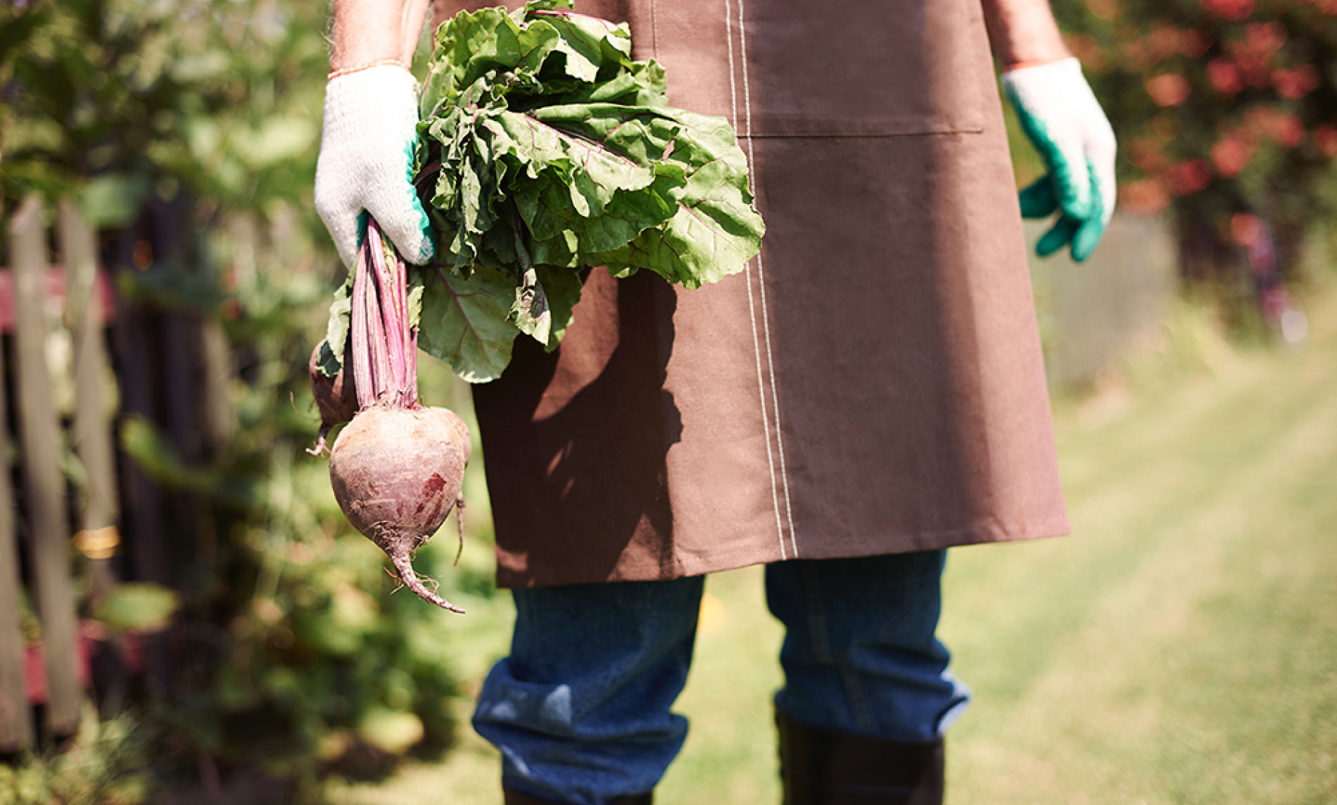 Fresh organic vegetables