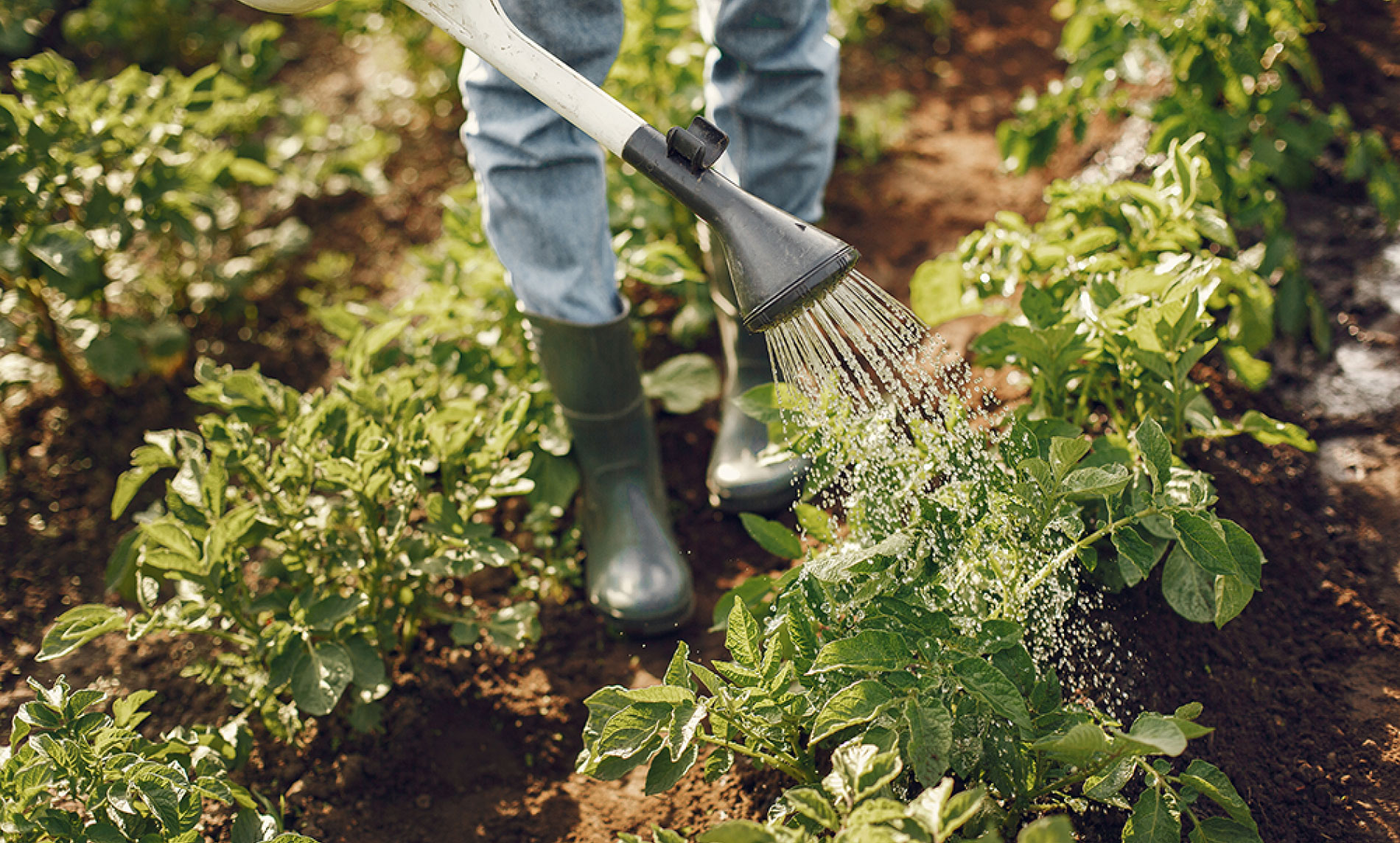 Farm workers harvesting